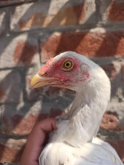 white Thai male for sale imported blood