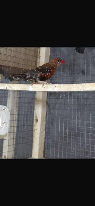 Finches singing