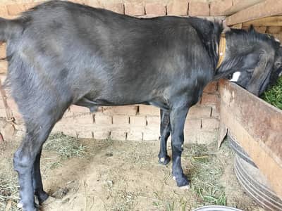 ready for qurbani donda full height Ghar ka pala hua