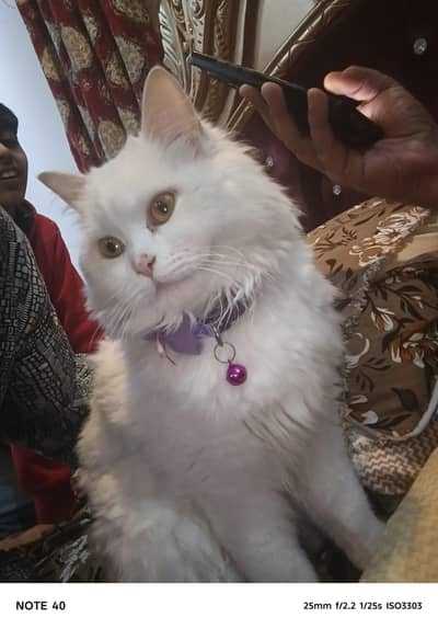 cat for sale