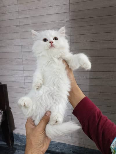 Pure White Persian Female Cat – 4 Months Old