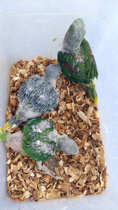 Raw chicks healthy active