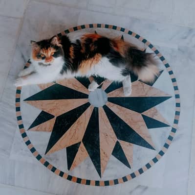 Persian kitten