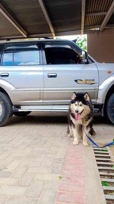 pair of Siberian husky