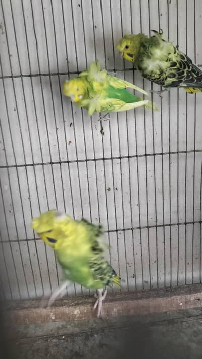 Double Flower Hogoromo Males for sell