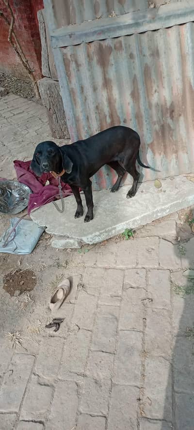 pointer female age 7month family dog