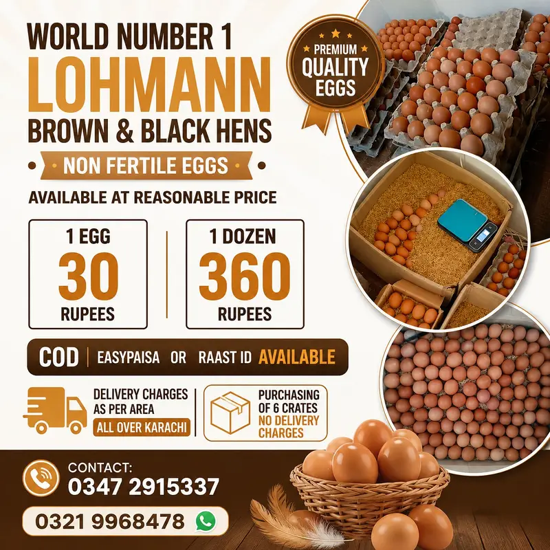 Non Fertile Eggs Of Lohamann Brown and black — photo 6