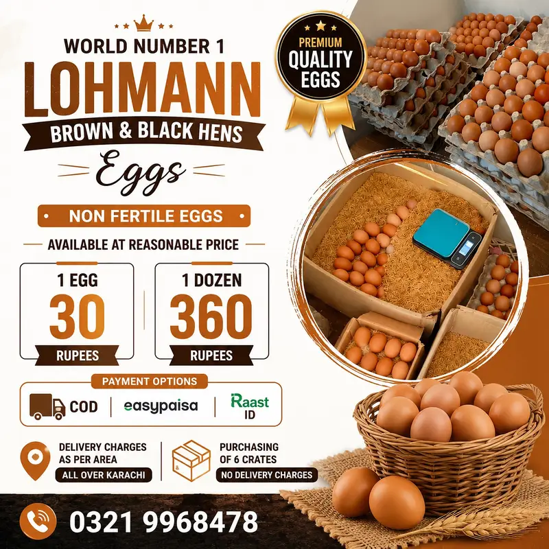Non Fertile Eggs Of Lohamann Brown and black — photo 7