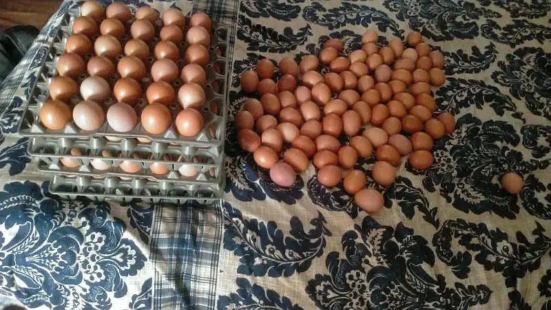 Non Fertile Eggs Of Lohamann Brown and black — photo 2