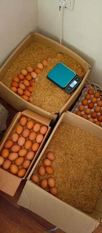 Non Fertile Eggs Of Lohamann Brown and black — photo 5