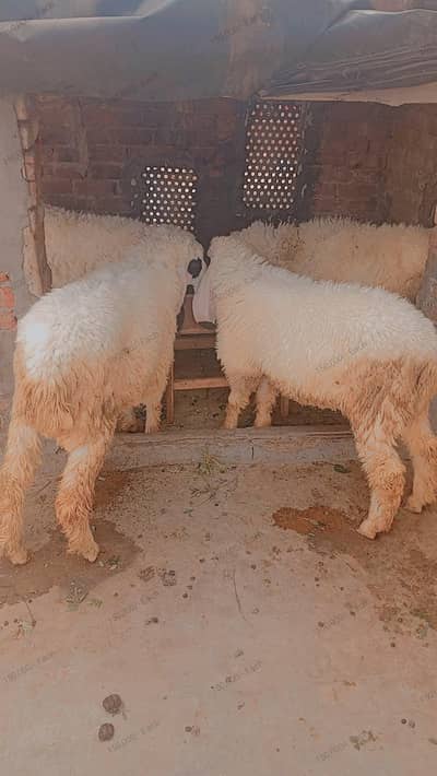 کجلہ چھترا