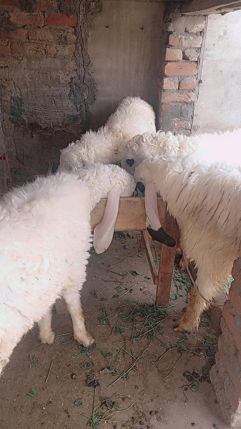 کجلہ چھترا 2