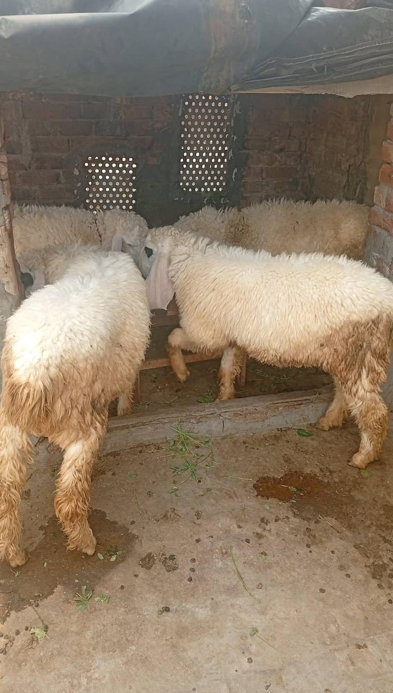 کجلہ چھترا 3