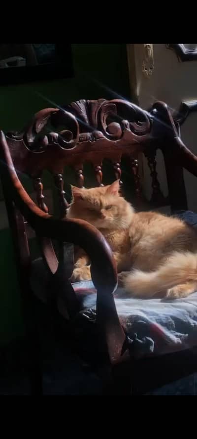 Triple coated cat