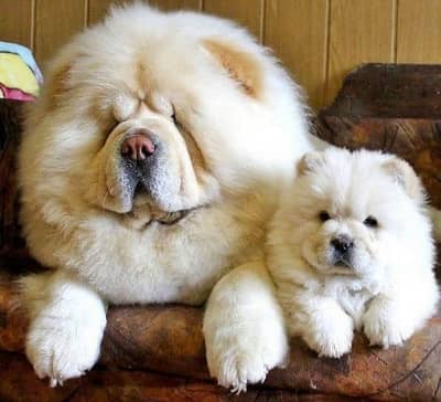 Chow chow puppies 92@3305406115