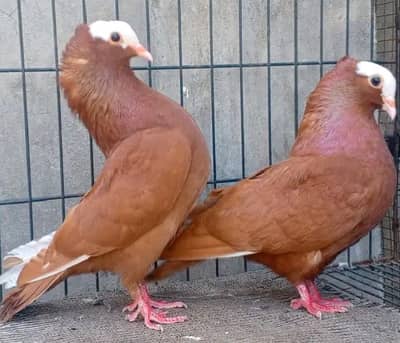 fancy pigeons/swallow/fantail/Jacobin/frillback/lahori sherazi/norwich