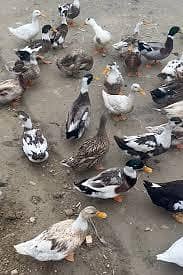 duck pair for sell  03009669469