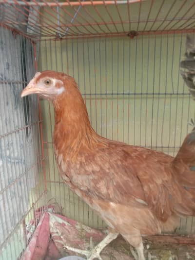 Pair Of Chickens