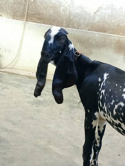 beetal bakri