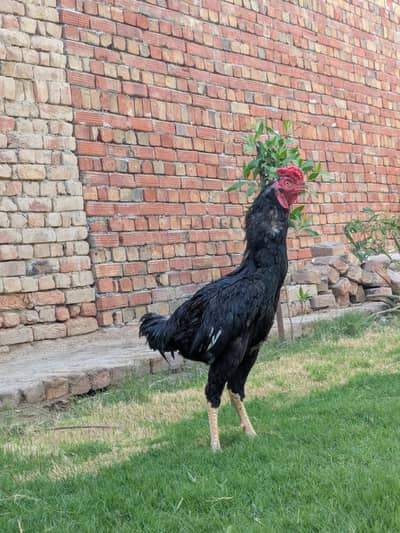 aseel male available age 12 month plus