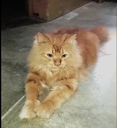 Golden Parsian Cat Female