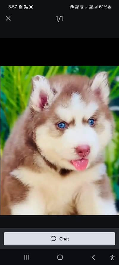 Siberian husky fore sale Whatsapp number 0319.2144599