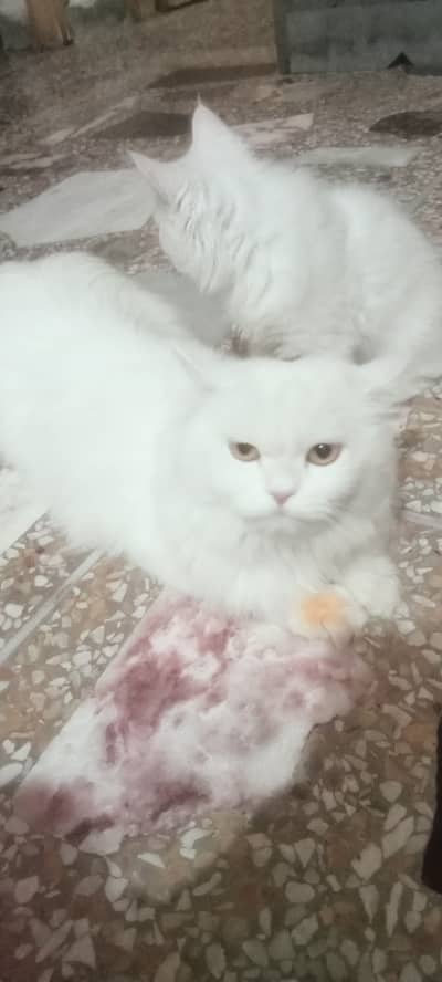 Mother cat with two kittens 1 male kitten and 1 female kitten for sale