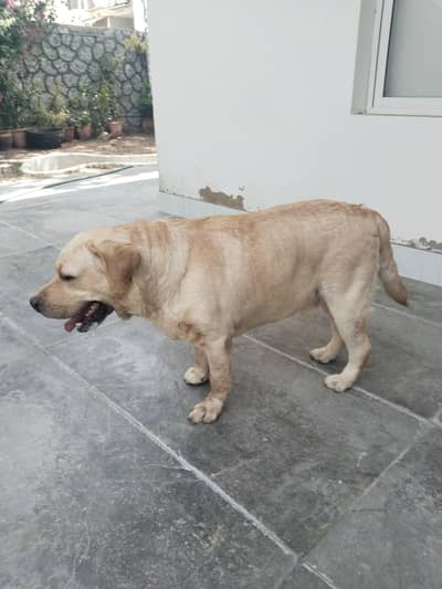 Labrador Male Pure Breed