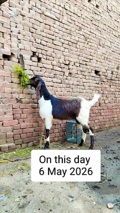 Qurbani 2k26 Bakry