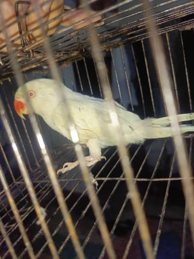 White Female