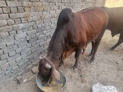 qurbani