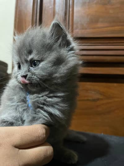 perisan  cat kitten triple coat