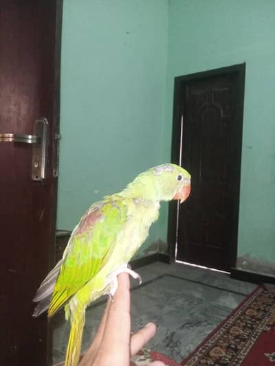 healthy and active parrot