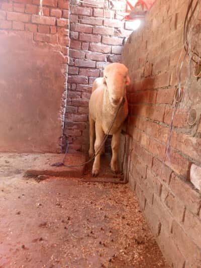 Mundra chatra for sale healthy and active