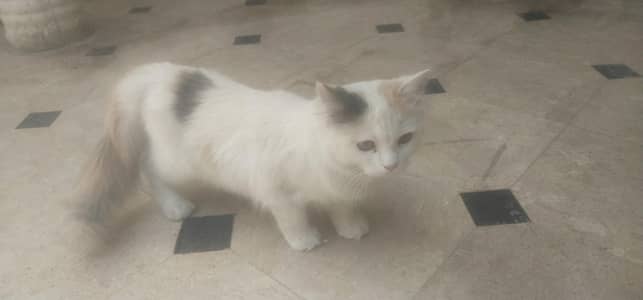 Persian Cat For breeding only