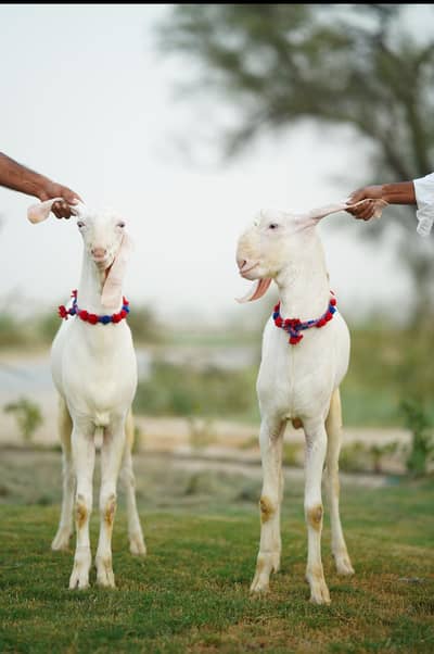 Qurbani Bakra Pair for Sale 
