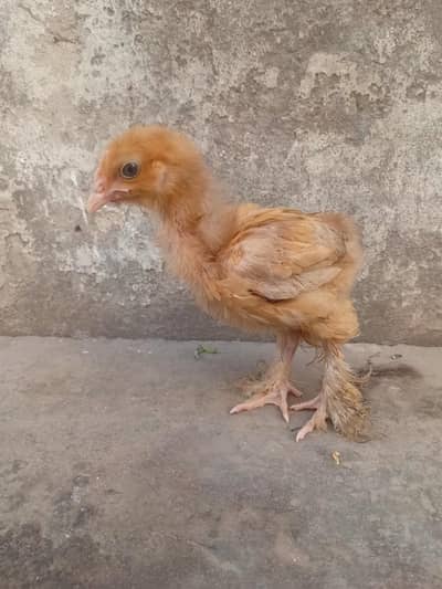 8 chicks of golden heavy buffs fully active
