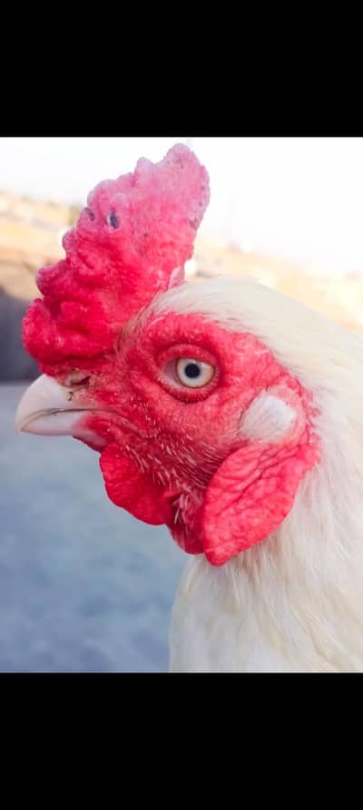 pure high quality heera breeder