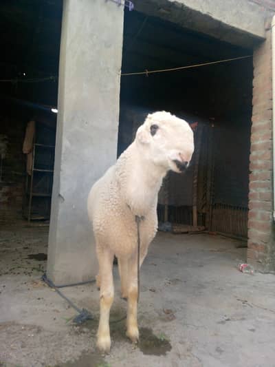 Mundra chatra for sale healthy and active