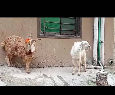 2 bakry for sale