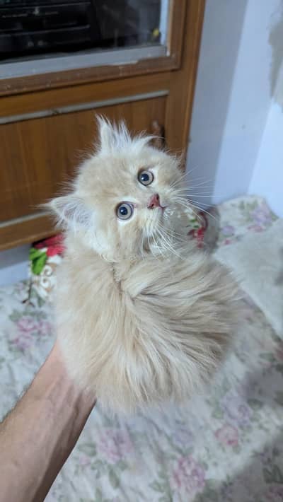 Persian baby Triple coated