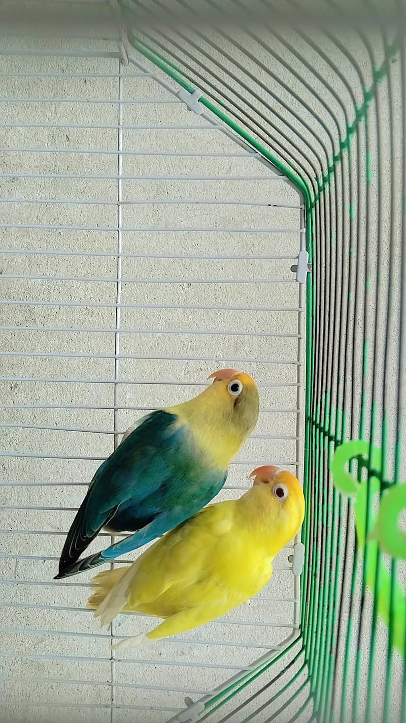 parrot  0