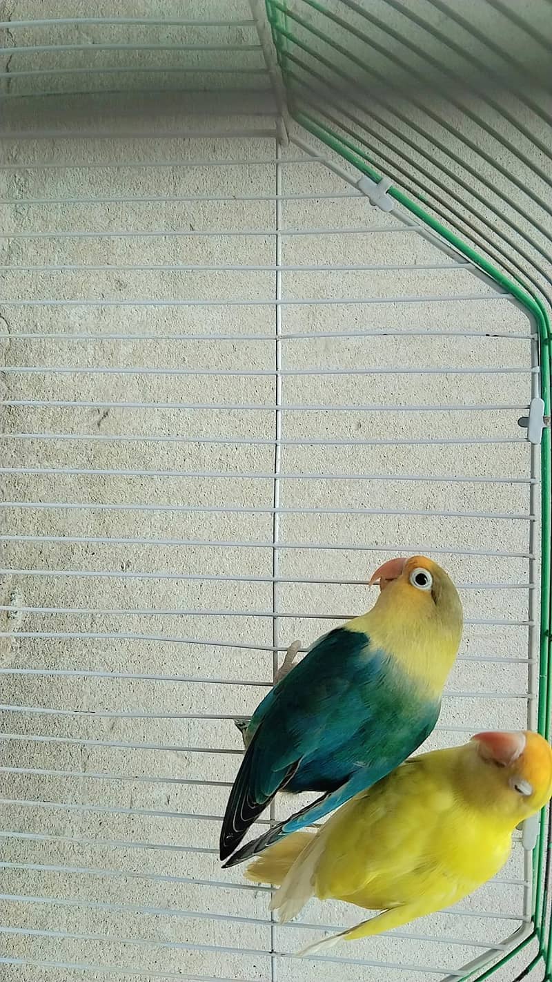 parrot  1
