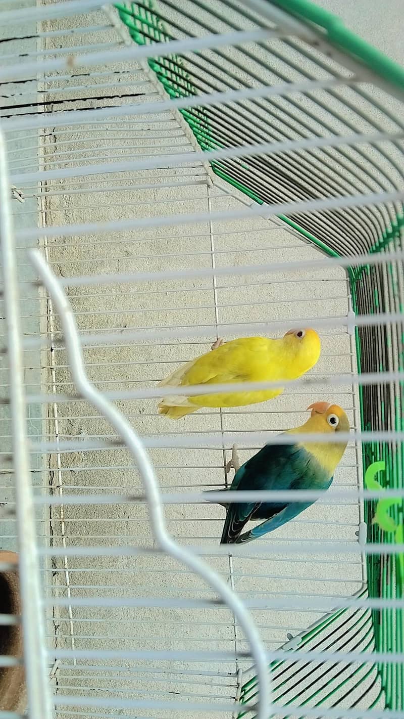 parrot  2