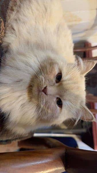 Rasshion Cat
