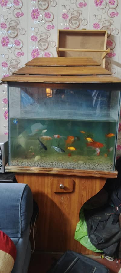 fishe aquarium