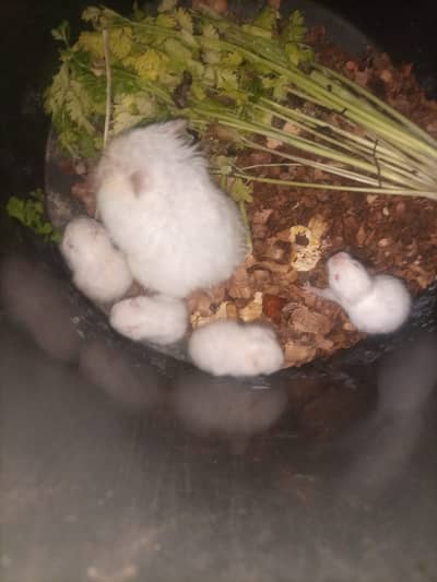 Babies hamster White 03325568362