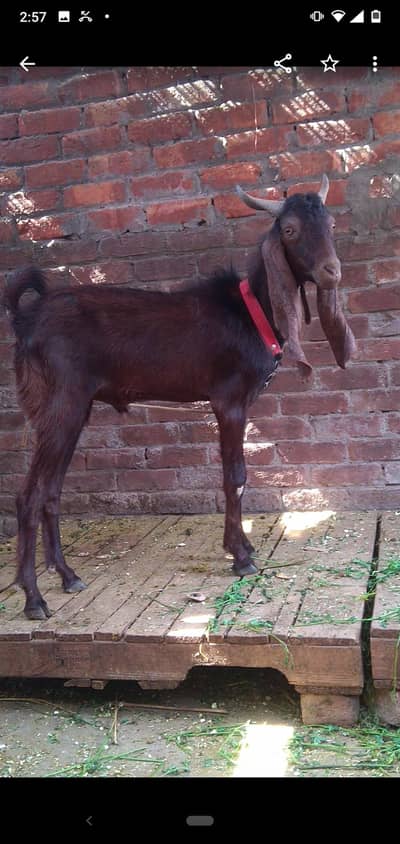 dasi bakra qurbani
