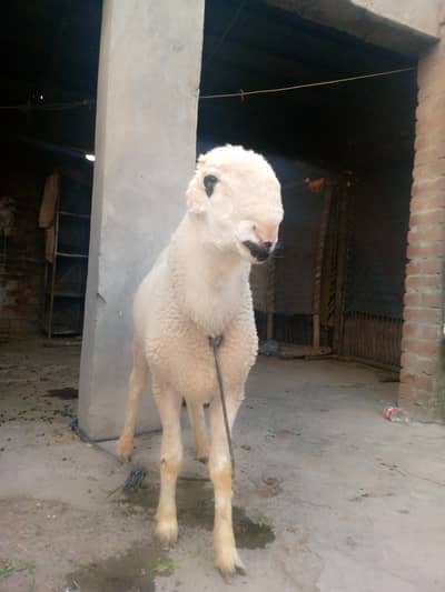 pure Mundra chatra for sale healthy and active