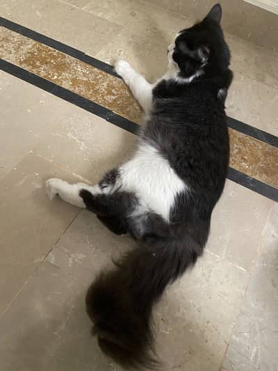 Persian cat color black and white cat it’s very cute and pretty